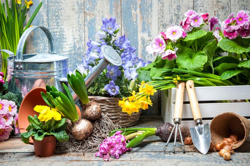 Gardener planting spring flower